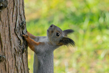 squirrel in the park