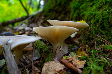 Beautiful autumn forest mushroom in the forest. Wild food and macro photoography