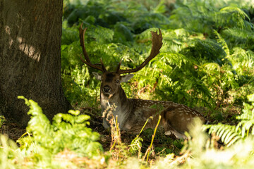 Photo of a fallow deer sitting under the top of a tree to hide from the sun during the hottest hours of the day