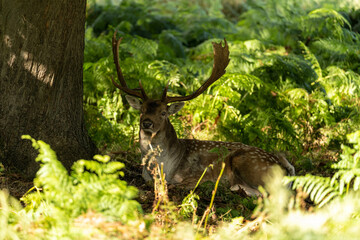 Photo of a fallow deer sitting under the top of a tree to hide from the sun during the hottest hours of the day