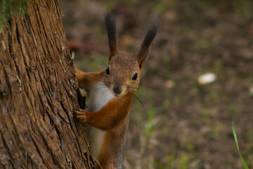 squirrel in the park