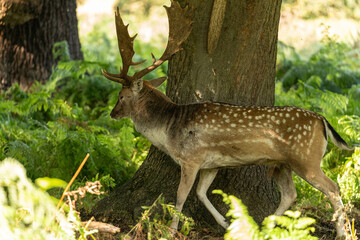 Photo of a fallow deer walking relaxed between the bushes and following a group of females