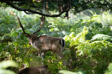 Photo of a fallow deer walking relaxed between the bushes and following a group of females