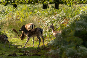 Close-up photo of a fallow deer eating between the bushes at Richmond Park, London, United Kingdom.
