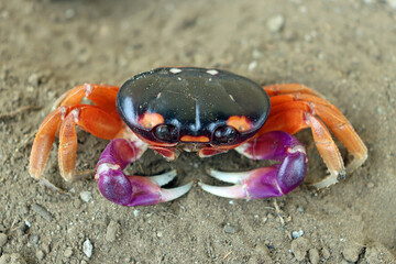 Halloween Crab in Sand with Purple Body, Purple and White Claws, Orange Legs, Orange and White Spots