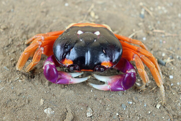 Halloween Crab in Sand with Purple Body, Purple and White Claws, Orange Legs, Orange and White Spots