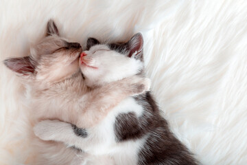 Couple kittens in love kiss sleep together hug on white fluffy bed plaid. 2 two cats hugging with...