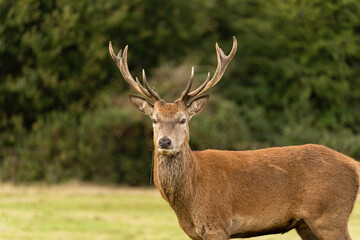 Close-up photo of a young red deer searching for hinds that are not mating with other males so he...