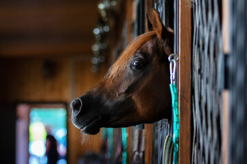 The head of a chestnut Arabian horse in close-up inside the stable.
