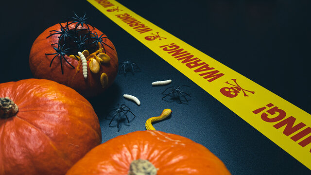 Halloween pumpkins on black background with spiders, worms and yellow ribbon