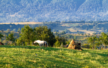 Obraz premium Horses in the pasture