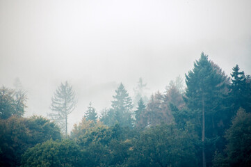Vom Klimawandel bedrohter Wald im Nebel