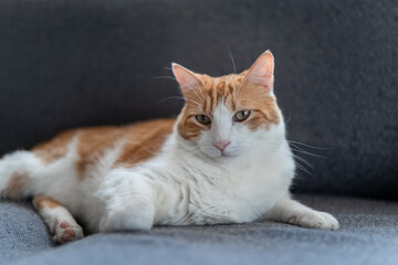 brown and white cat with yellow eyes lying on a gray sofa. close up