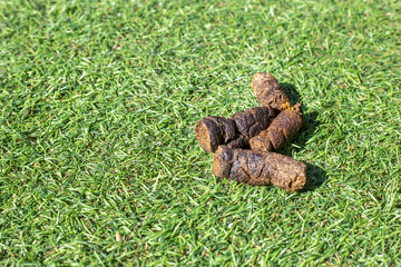 faeces on a lawn representing pessimism and unpleasant things. shit. copy space