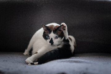 black and white cat with blue eyes on a gray sofa, scratches its ear