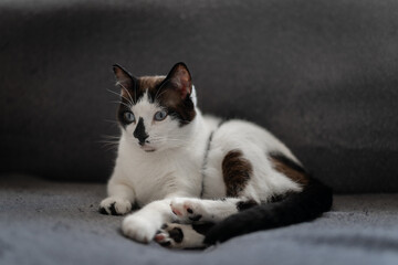 black and white cat with blue eyes lying on a gray sofa,  