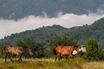 Horses in the pasture