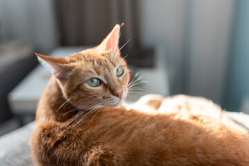 brown tabby cat lying on a sofa under the light of the window, looks back