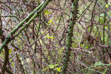 Selective focus to the thorny branch of a bramble. 