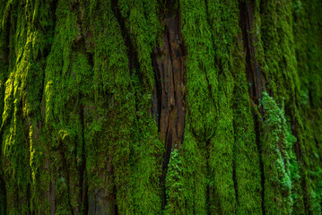 moss grows in a botanical garden in Batumi