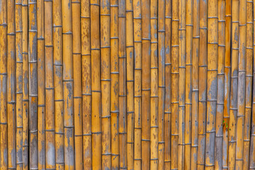 bamboo wall in the botanical garden in Batumi