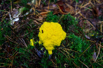 Yellow autumn unusual mushroom in moss in the forest. Close-up