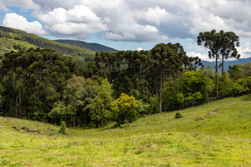 Farm field and forest over mountains