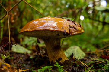 Beautiful autumn forest mushroom in the forest. Wild food and macro photography like in a fairy tale