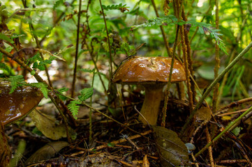 Beautiful autumn forest mushroom in the forest. Wild food and macro photography like in a fairy tale