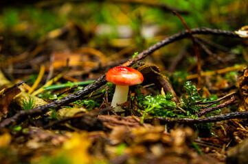 Beautiful autumn forest mushroom in the forest. Wild food and macro photography like in a fairy tale