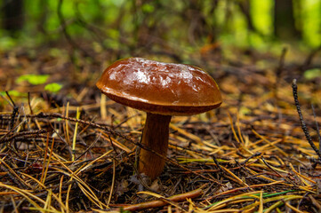 Beautiful autumn forest mushroom in the forest. Wild food and macro photography like in a fairy tale