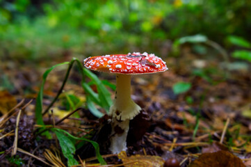 Beautiful autumn forest mushroom in the forest. Wild food and macro photography like in a fairy tale