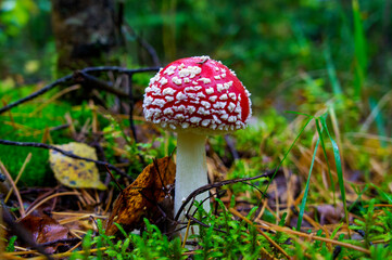 Beautiful autumn forest mushroom in the forest. Wild food and macro photography like in a fairy tale