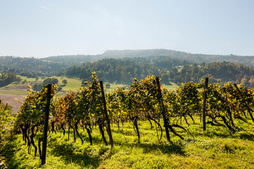 Naklejka premium Aesch, Klus, Weinberge, Rebbergweg, Pfeffingen, Birseck, Baselland, Wanderweg, Landwirtschaft, Herbst, Herbstfarben, Schweiz, Nordwestschweiz