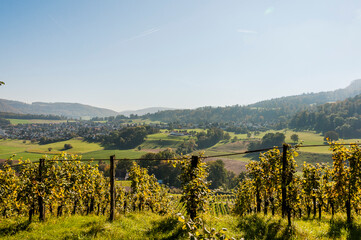 Aesch, Klus, Weinberge, Rebbergweg, Pfeffingen, Birseck, Baselland, Wanderweg, Landwirtschaft, Herbst, Herbstfarben, Schweiz, Nordwestschweiz