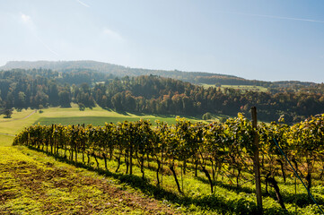 Fototapeta premium Aesch, Klus, Weinberge, Rebbergweg, Pfeffingen, Birseck, Baselland, Wanderweg, Landwirtschaft, Herbst, Herbstfarben, Schweiz, Nordwestschweiz