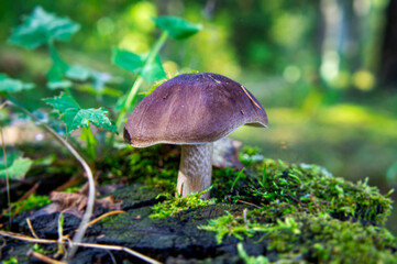 Beautiful autumn forest mushroom in the forest. Wild food and macro photography like in a fairy tale