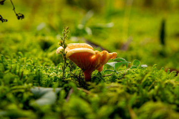 Beautiful autumn forest mushroom in the forest. Wild food and macro photography like in a fairy tale