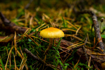 Beautiful autumn forest mushroom in the forest. Wild food and macro photography like in a fairy tale