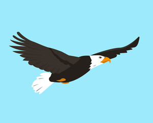 North American Bald Eagle flying in sky.