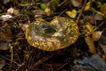 Beautiful autumn forest mushroom in the forest. Wild food and macro photography like in a fairy tale