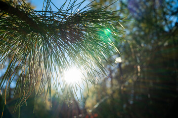 The rays of the sun make their way through a coniferous branch.