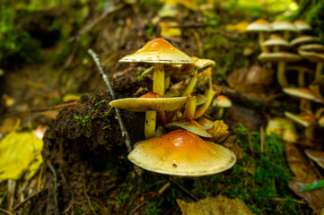 Beautiful autumn forest mushroom in the forest. Wild food and macro photography like in a fairy tale