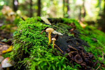 Beautiful autumn forest mushroom in the forest. Wild food and macro photography like in a fairy tale