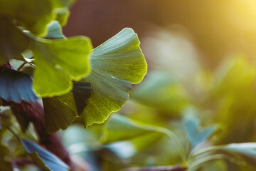 Close-up on Ginkgo Biloba green fresh leaves. Autumn concept background. Healing plant, alternative chinese medicine