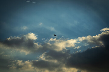 Fliegender Vogel