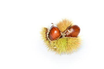 Close up of chestnuts inside the hedgehog on a white background.