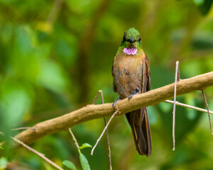 hummingbird on a branch