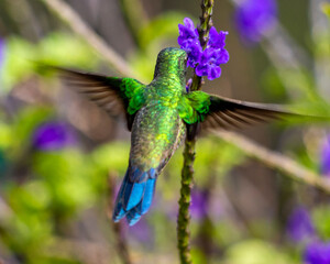Obraz premium hummingbird in flight