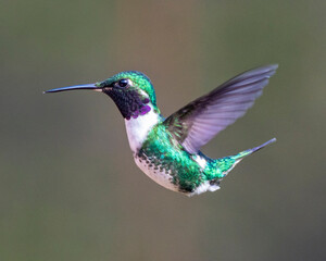 hummingbird in flight